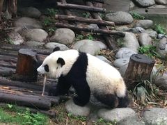 -都江堰中华大熊猫苑
