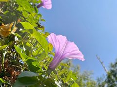 -荔枝公园(福田区)