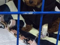 -达爱动物医院·犬猫分区·CT·复杂眼科(远洋山水分院)