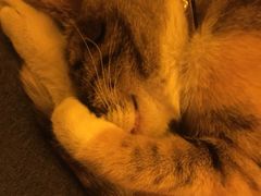 -Sirena海妖日咖夜酒