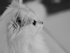 -猫在这儿猫咪咖啡馆·撸猫馆