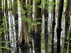 -溱湖国家湿地公园