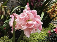 -中国科学院华南植物园