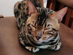 -猫爪屋猫咖(乐汇城店)