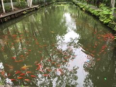 -合肥滨湖国家森林公园