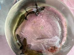 -小猫钓鱼海钓俱乐部(椰梦长廊店)