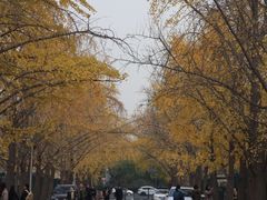 -三里屯东五街银杏大道