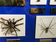 -上海昆虫博物馆