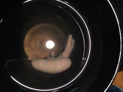 本家柴藤-本家 柴藤