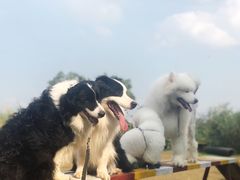 -良成狗狗乐园