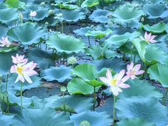 -荷兰花海