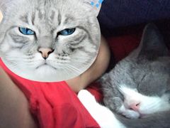 -Bastet sally猫舍购宠(静安店)