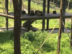 -中国大熊猫保护研究中心雅安碧峰峡基地