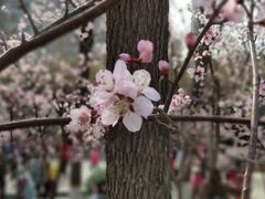 -桃花堤公园