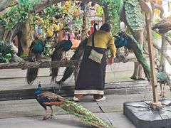-西双版纳原始森林公园