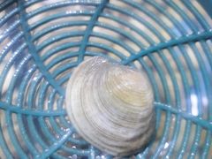 -聚盛源蒸汽海鲜火锅烤肉自助(巨川金海岸购物广场店)