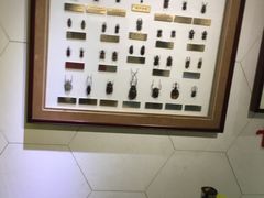 -上海昆虫博物馆