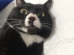 -灵美宠物诊所