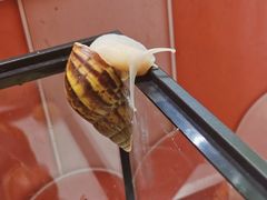 -CAKE BOSS 蛋糕老板(北京世纪金源购物中心)