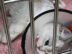 -宠颐生宠物医院·骨外科·犬猫全科诊疗中心(池州店)