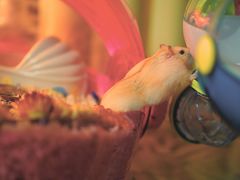 -钓仓鼠(洋桥北里小区店)