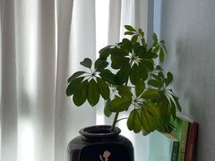 -修申骨雕小颜脊柱骨盆管理产后修复