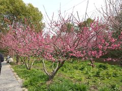 -上海海湾国家森林公园