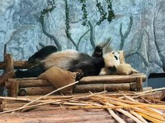 -深圳野生动物园