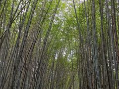 -雁南飞茶田景区