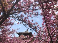 -西安青龙寺遗址景区