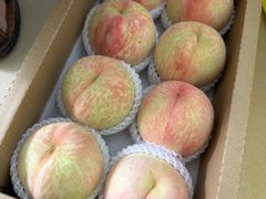 -老袁家蜜桃农场·阳山水蜜桃