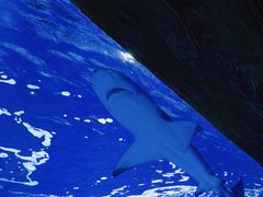 -太平洋海底世界博览馆·展览厅