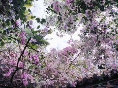 -深圳国际园林花卉博览园