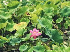 -贵阳市花溪国家城市湿地公园