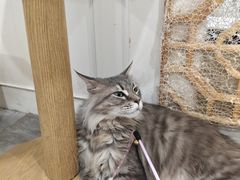 -楼上猫咖(罗湖店)