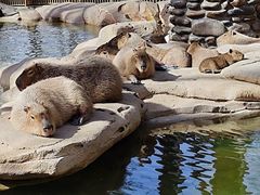 -北京野生动物园