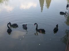 -溱湖国家湿地公园