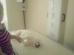 -爱侣宠医·鹦鹉专科·小型哺乳类·异宠专科(灵石路店)