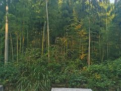 -东明山森林公园
