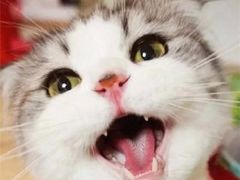 -FAELING PETS美天灵宠物(富力广场店)