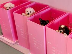 -翊宠yipet猫狗购宠庄园犬舍•猫舍