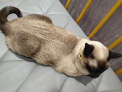 -藏猫猫咖啡主题馆(中央大道店)