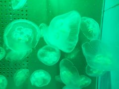 -洛阳龙门海洋馆