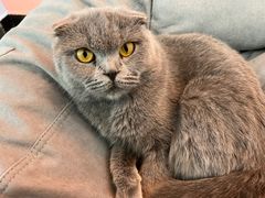 -喵宠乐园·撸猫互动·猫舍