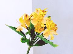 -朵朵开素食餐厅(后宰门街店)