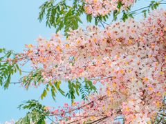 -深圳国际园林花卉博览园