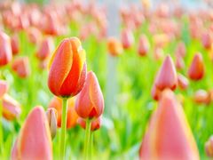 -长春公园(普阳街道)