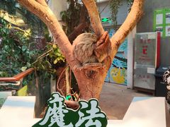 -正佳雨林生态植物园