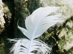 -烟墩角天鹅湖