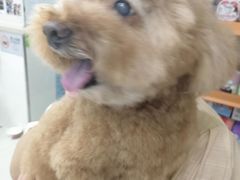 -瑞鹏宠物医院·微创内窥镜·骨外科·牙科(翠竹分院)